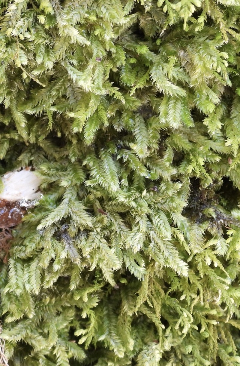 Taxiphyllum Moss photo 4