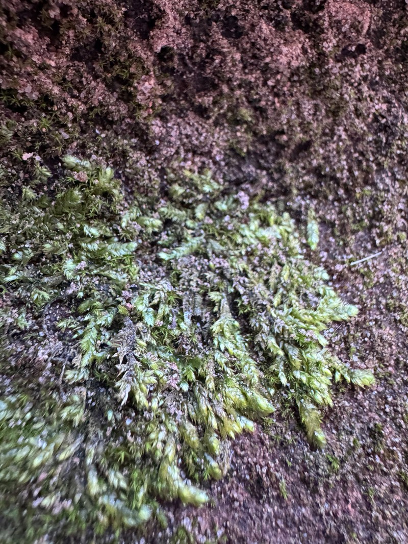 Taxiphyllum Moss photo 5