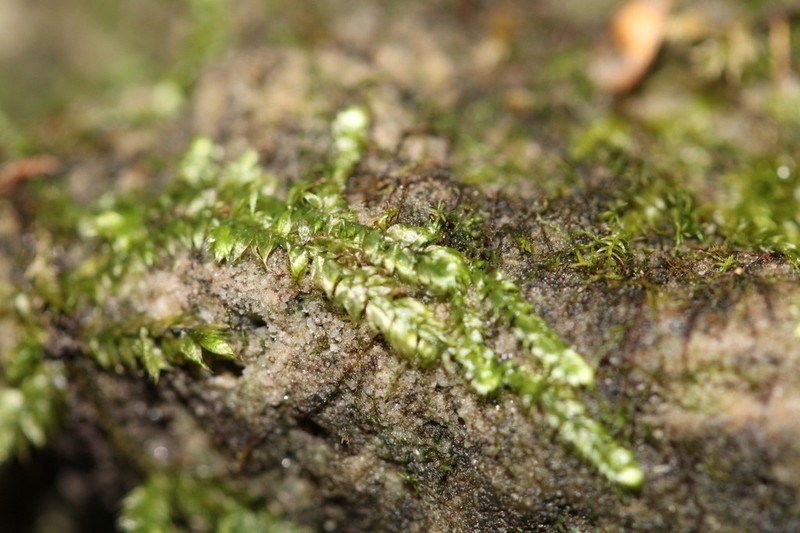 Taxiphyllum Moss photo 6