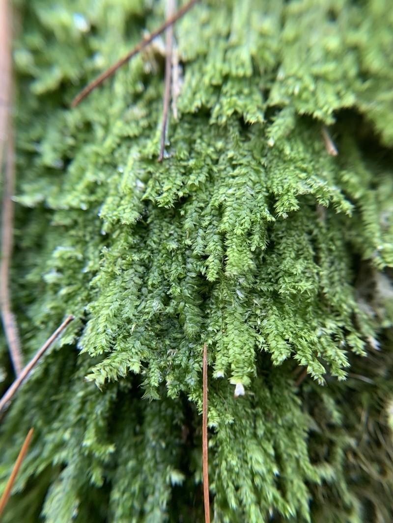 Taxiphyllum Moss photo 7