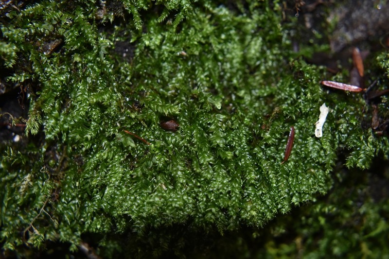 Taxiphyllum Moss photo 8