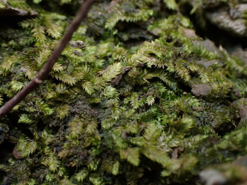 Taxiphyllum Moss