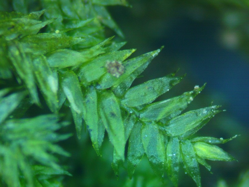 Taxiphyllum Moss photo 2