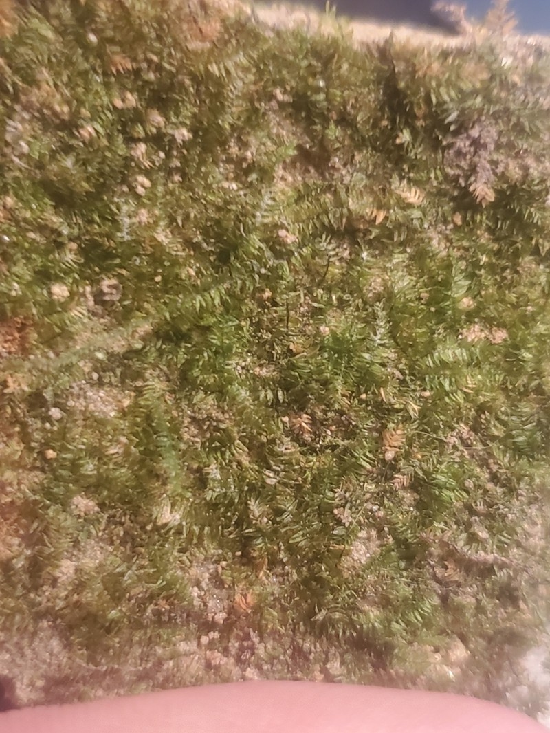 Taxiphyllum Moss photo 3