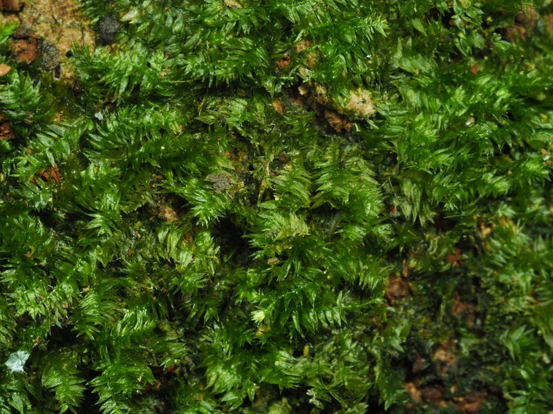 Taxiphyllum Moss photo 4
