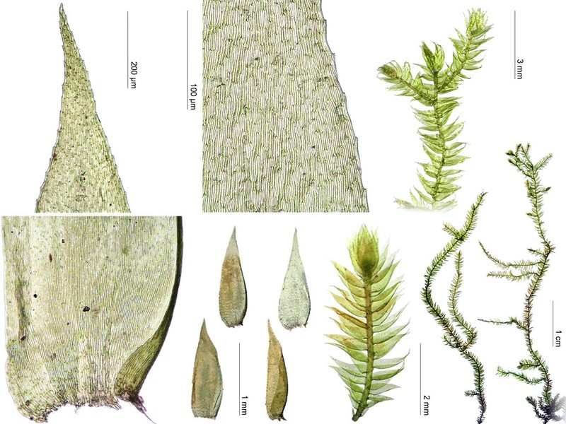 Taxiphyllum Moss photo 5