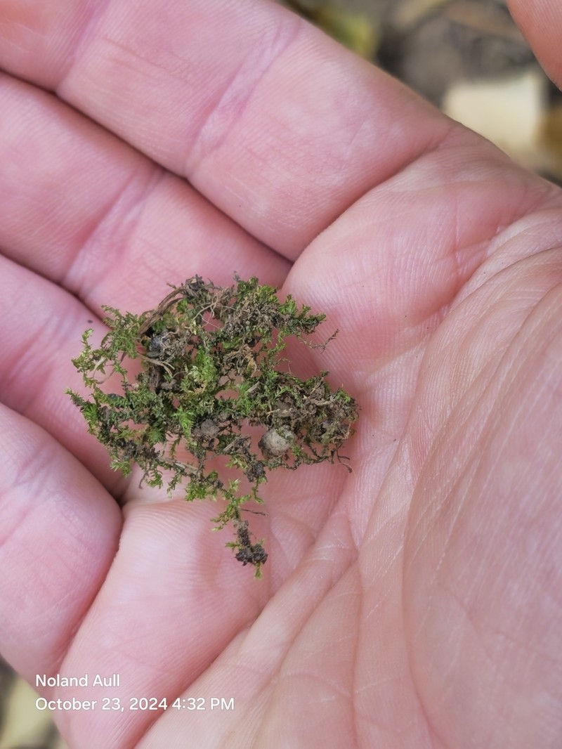 Taxiphyllum Moss photo 6