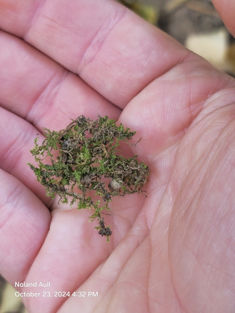 Taxiphyllum Moss photo 8