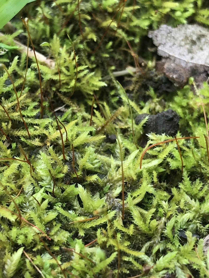 Taxithelium Moss