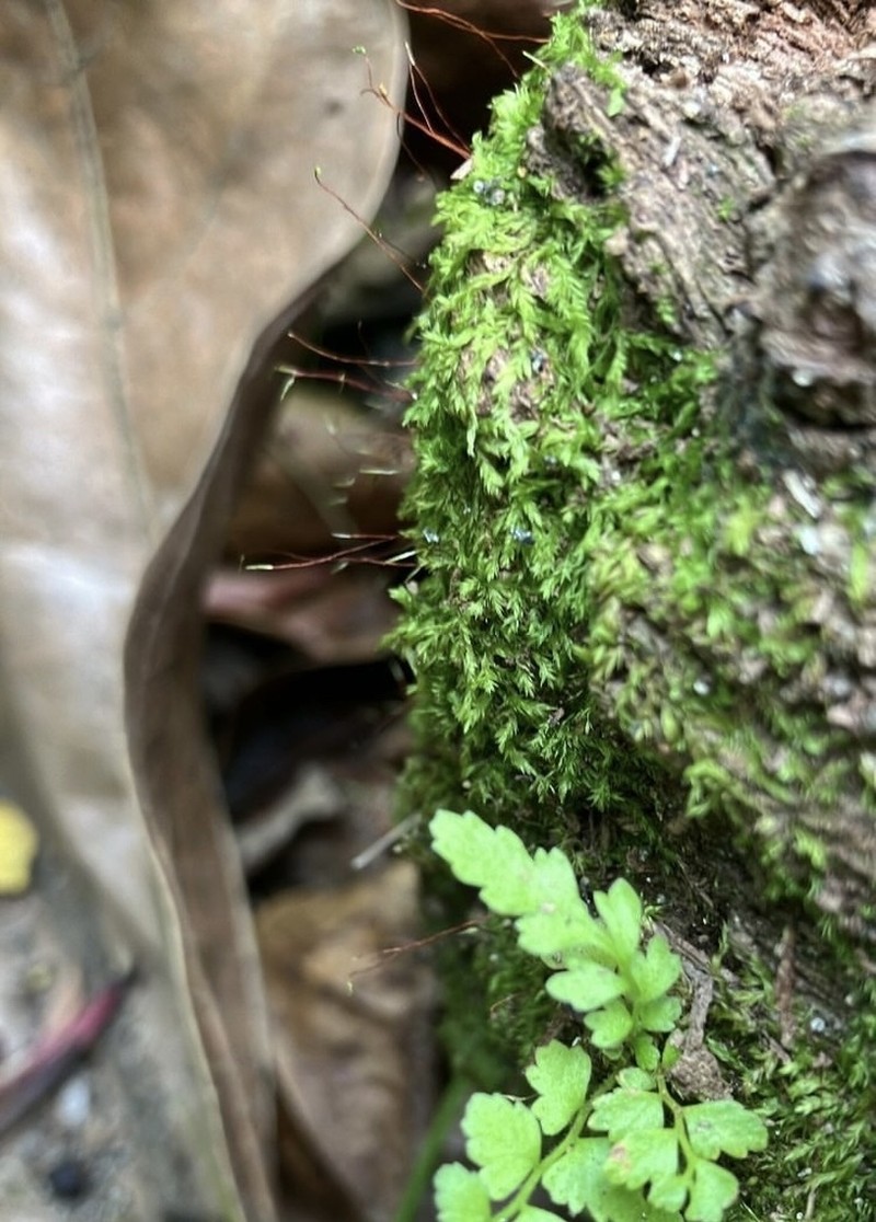 Taxithelium Moss photo 2