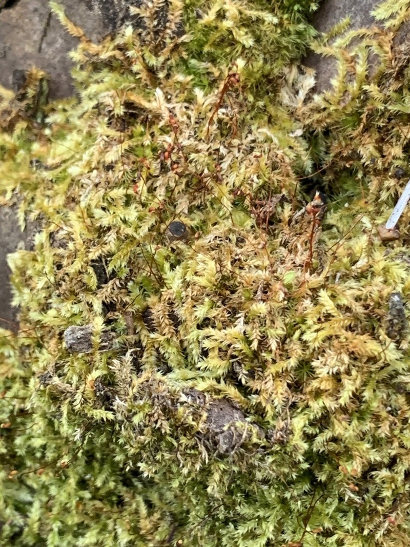 Taxithelium Moss photo 3