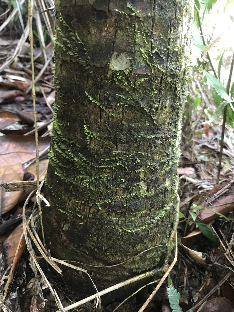 Taxithelium Moss photo 4