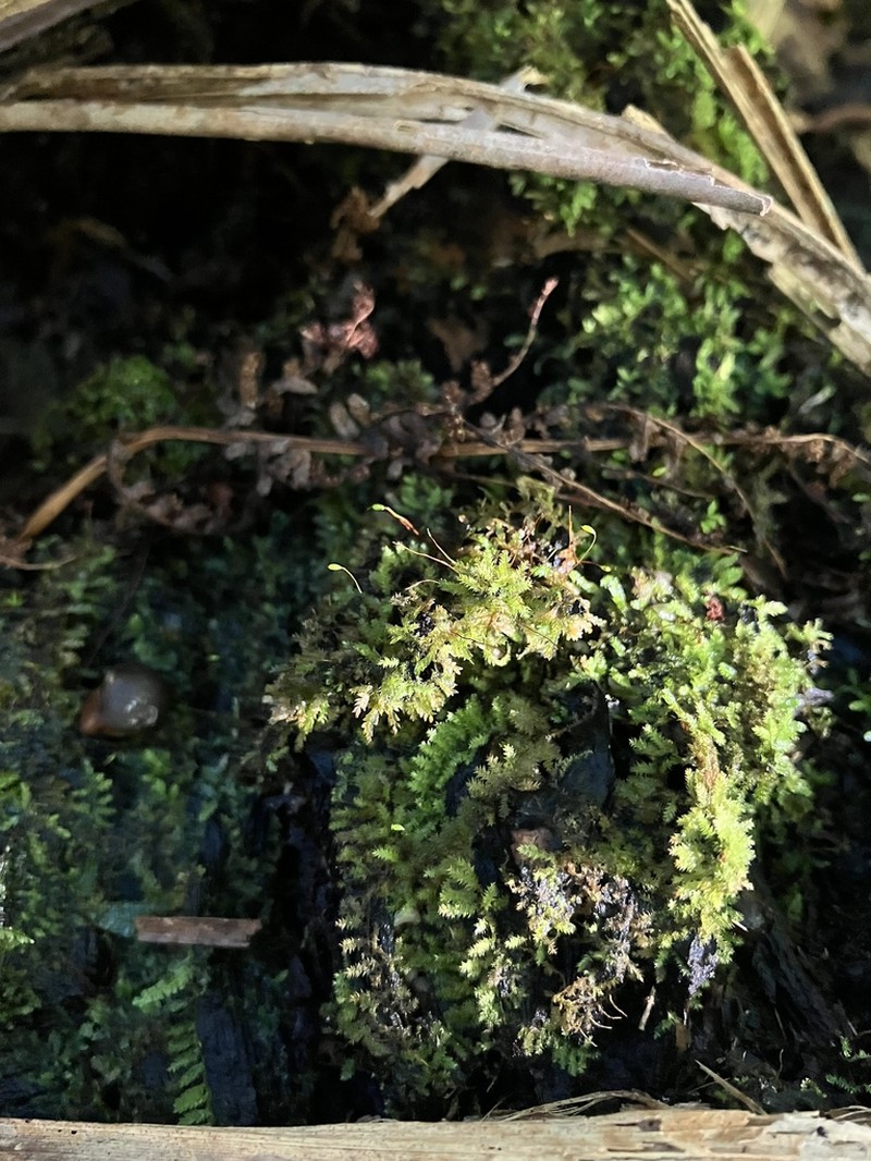 Taxithelium Moss photo 5