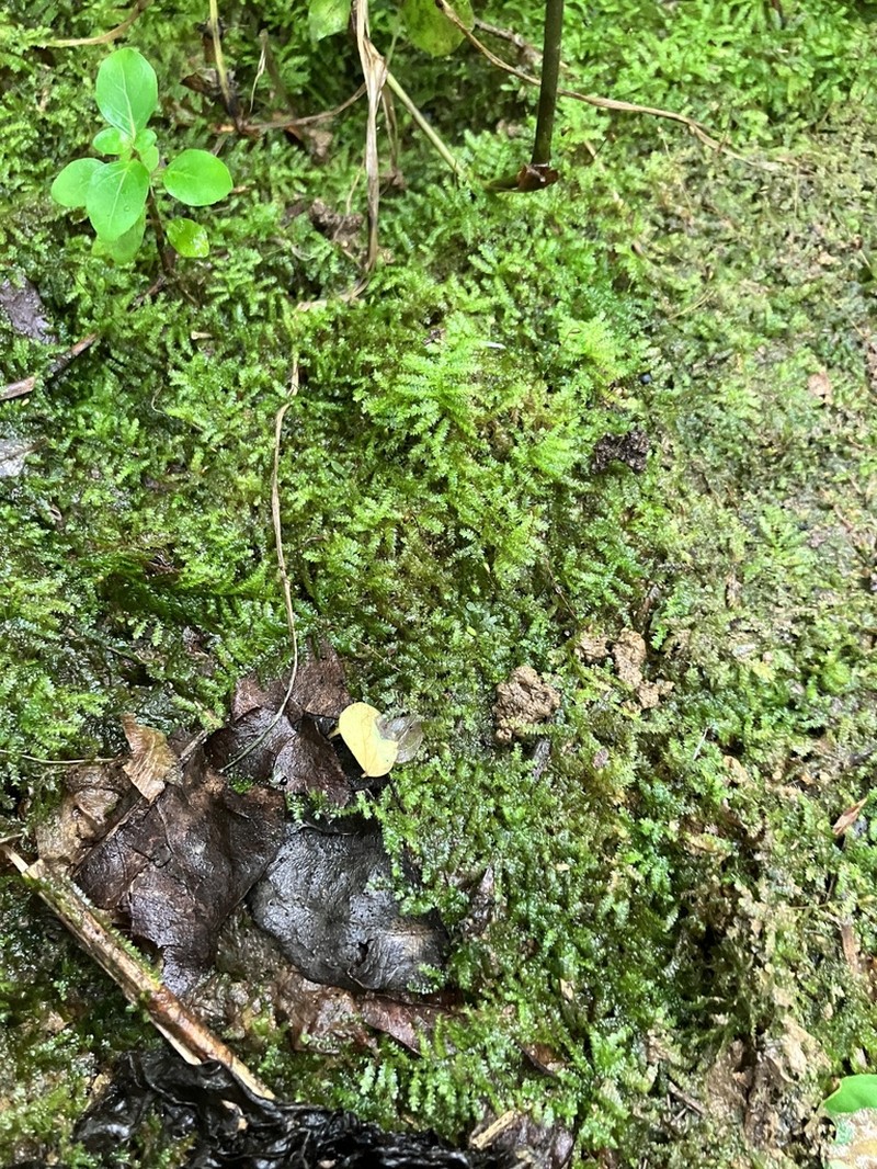 Taxithelium Moss photo 6