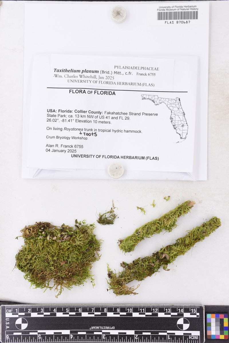 Taxithelium Moss photo 7