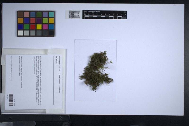 Taxithelium Moss photo 8