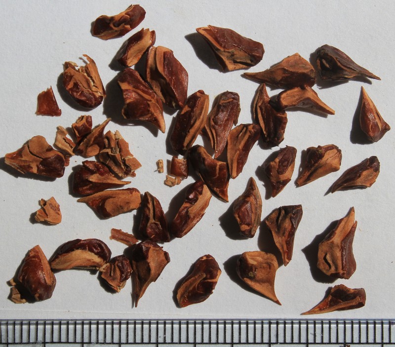 Bald Cypress photo 6