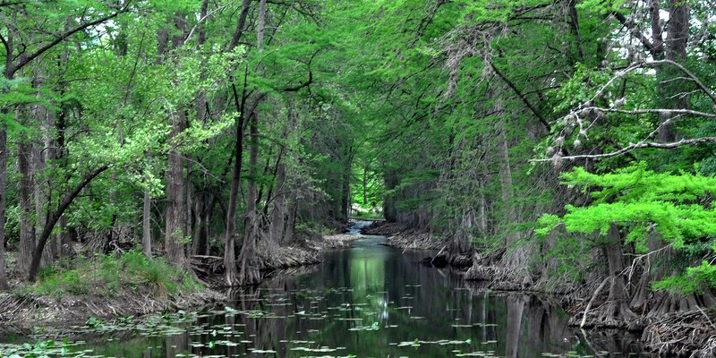 Bald Cypress photo 3