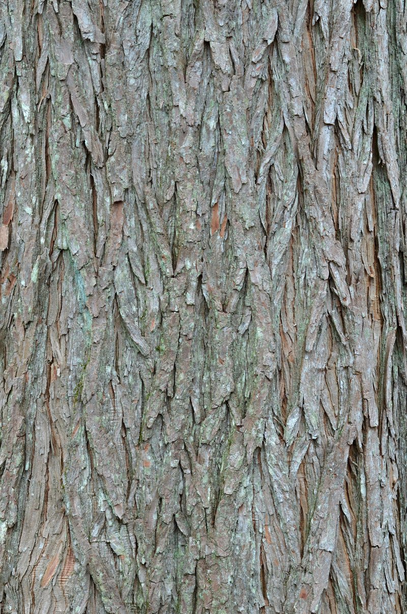 Bald Cypress photo 4