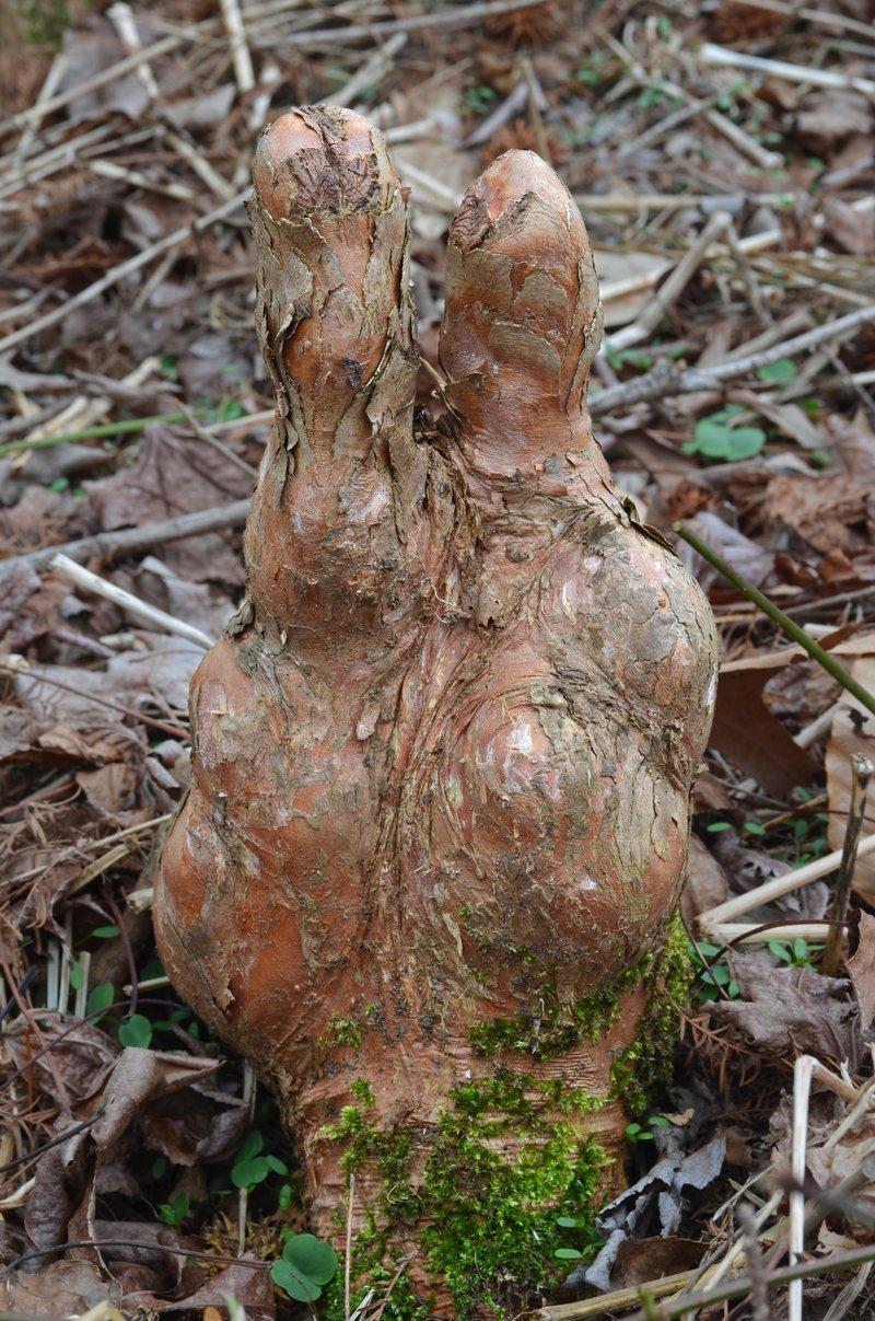 Bald Cypress photo 5
