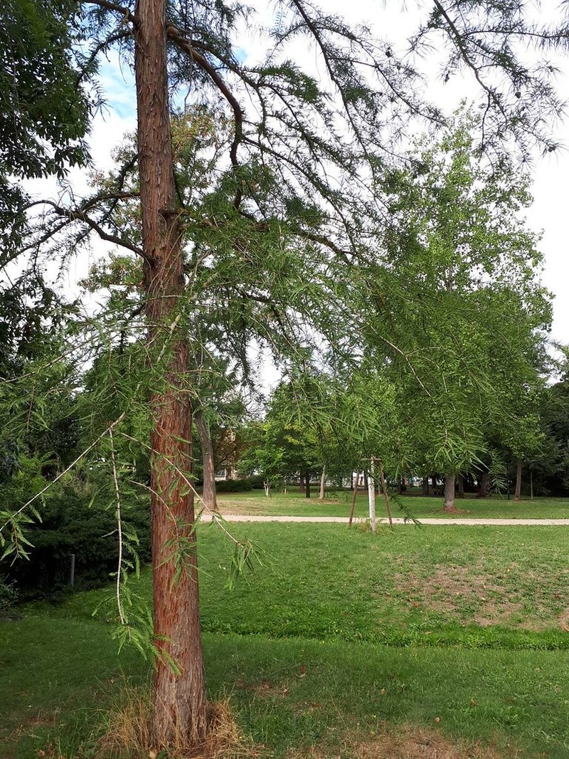 Taxodium distichum var. distichum