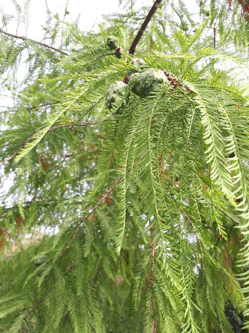 Taxodium distichum var. distichum photo 2