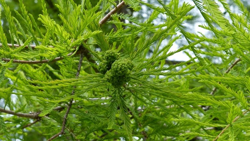 Taxodium distichum var. distichum photo 3