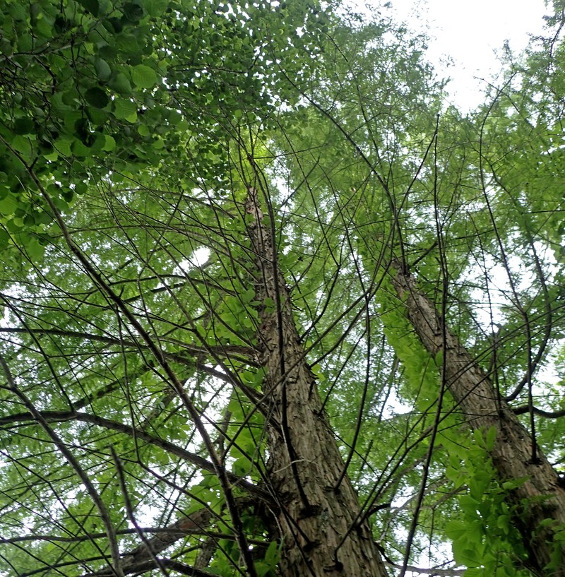 Taxodium distichum var. distichum photo 4