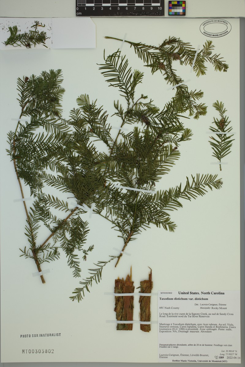 Taxodium distichum var. distichum photo 5