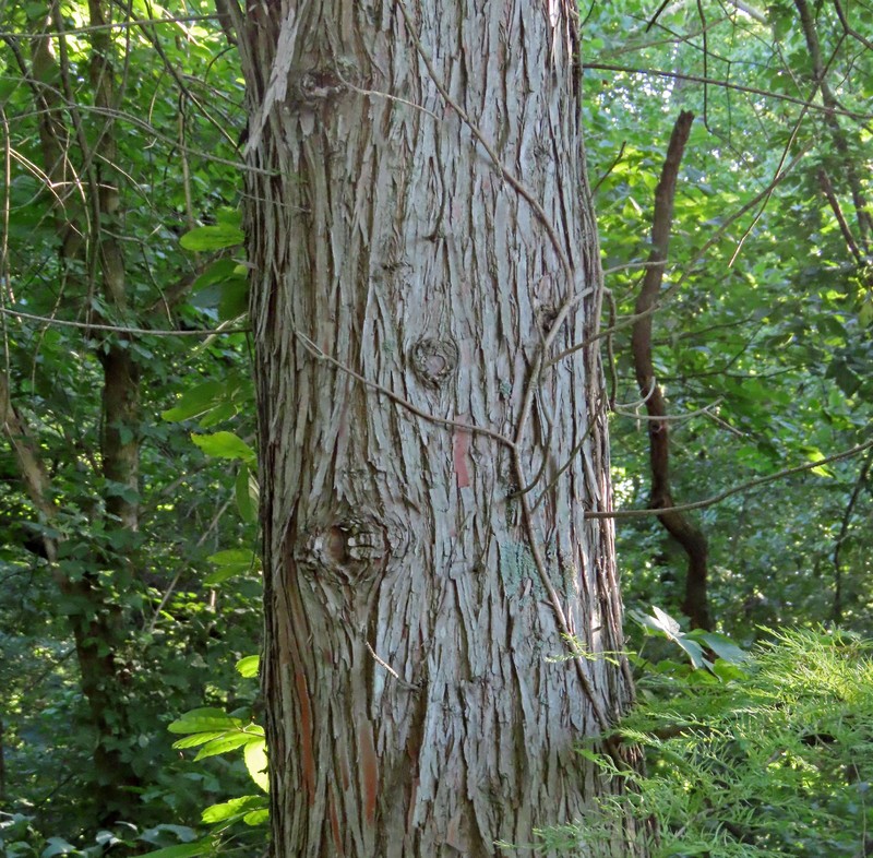 Taxodium distichum var. distichum photo 6