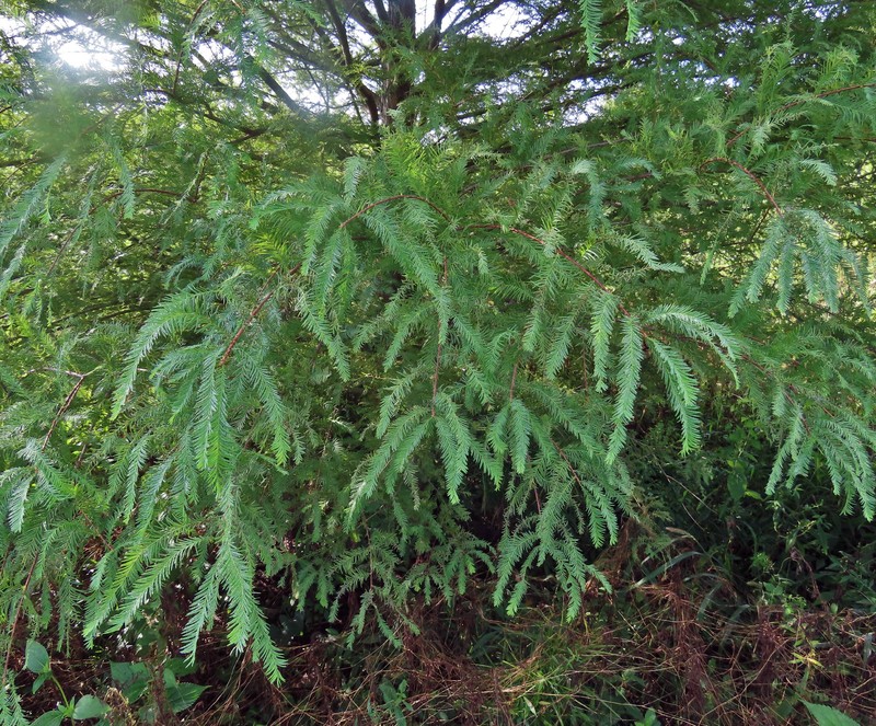 Taxodium distichum var. distichum photo 7