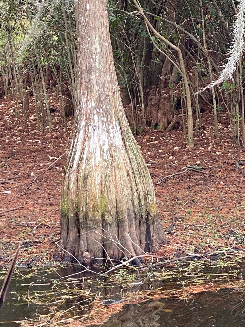 Pond Cypress