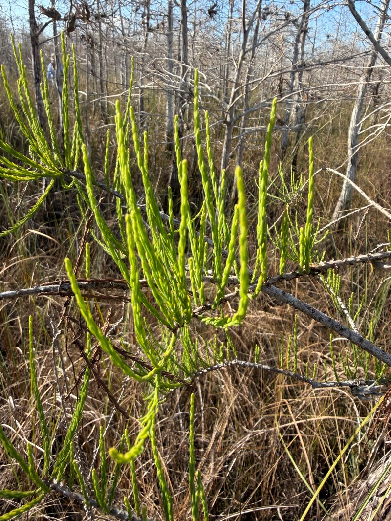 Pond Cypress photo 2
