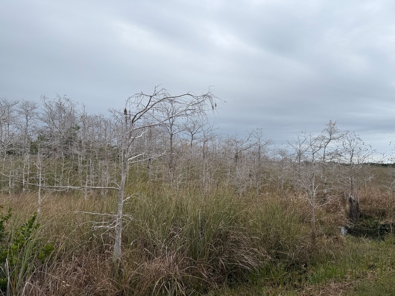 Pond Cypress photo 3