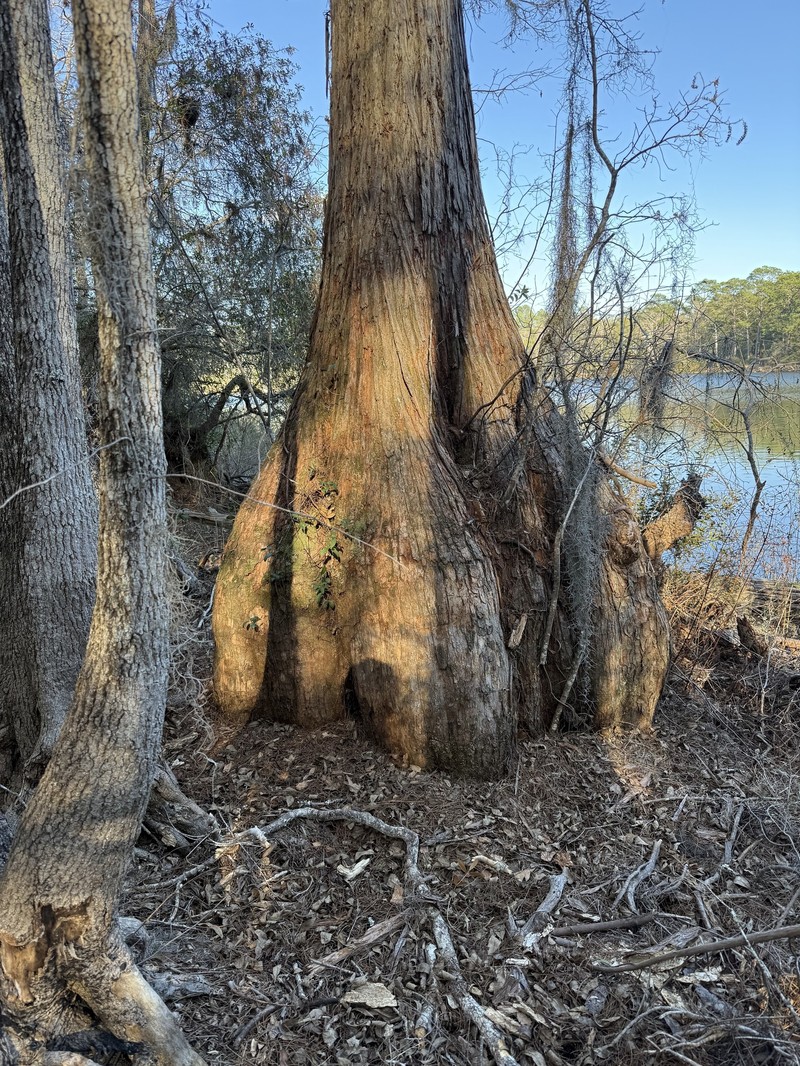 Pond Cypress photo 4