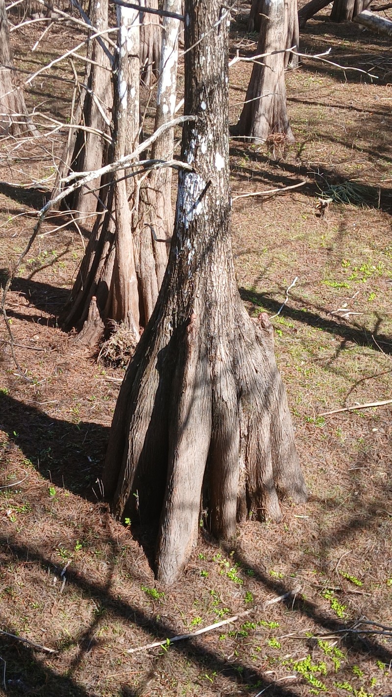 Pond Cypress photo 5