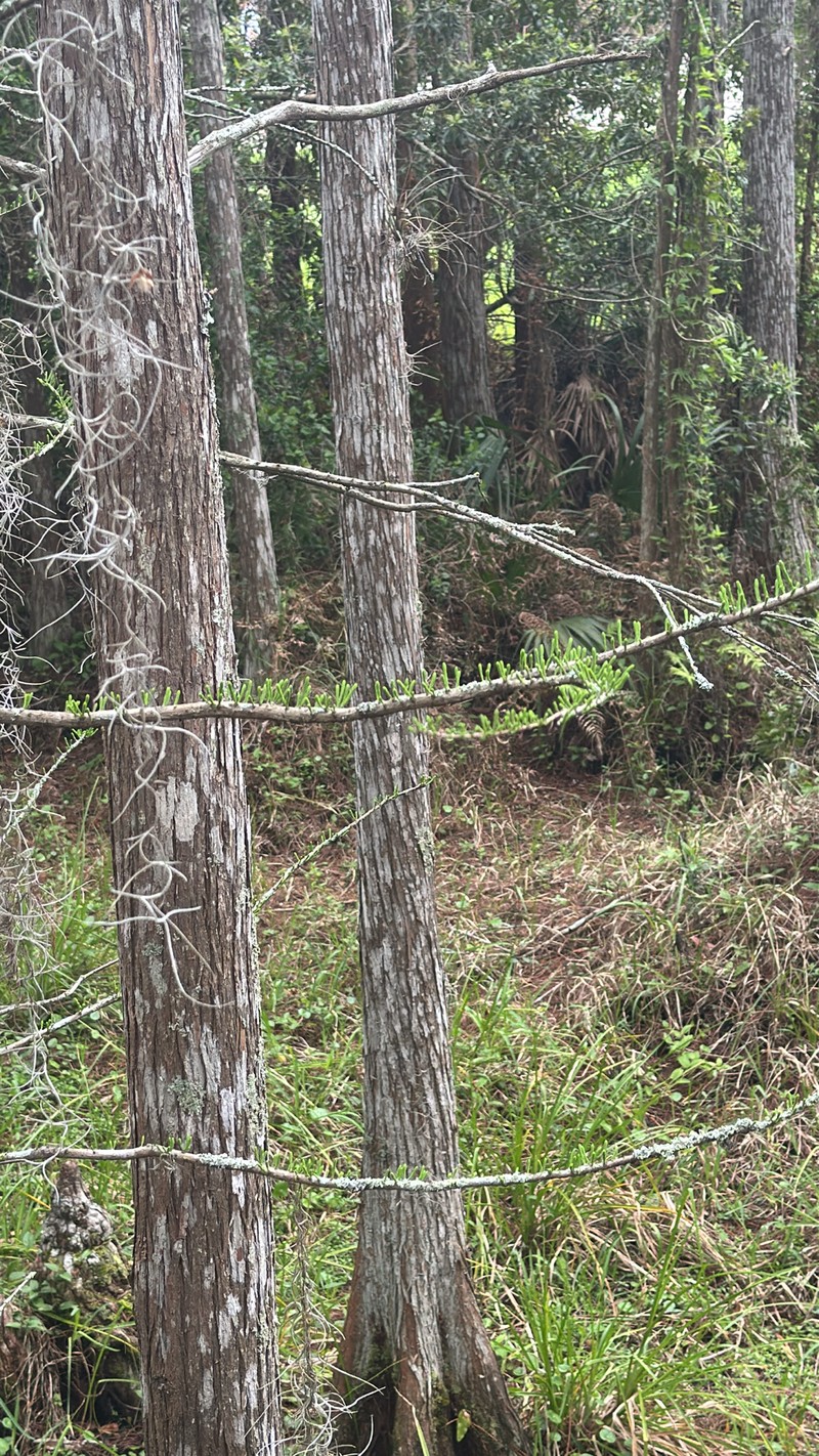 Pond Cypress photo 6