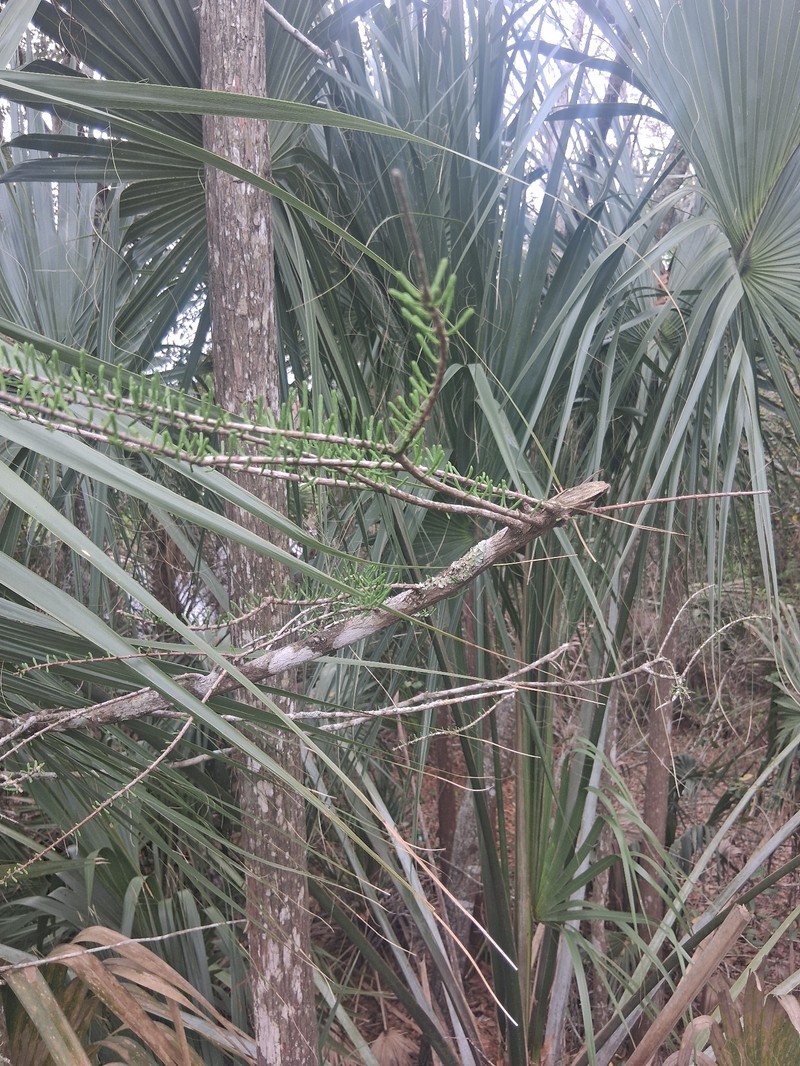 Pond Cypress photo 7