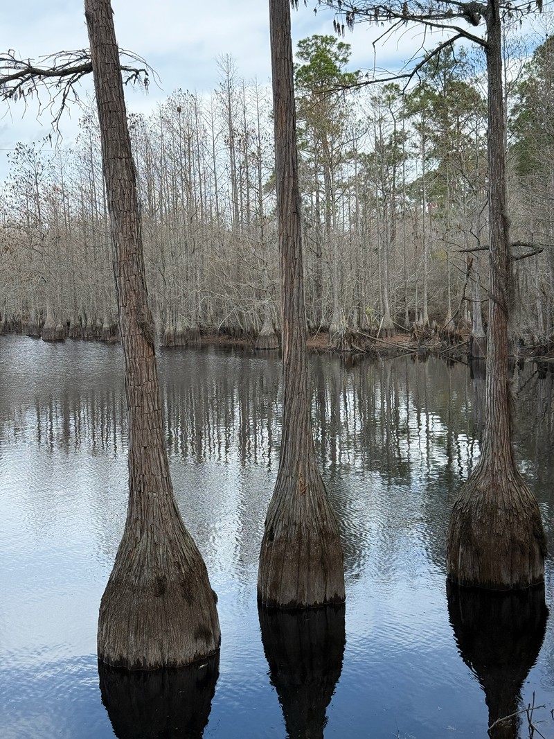 Pond Cypress photo 8