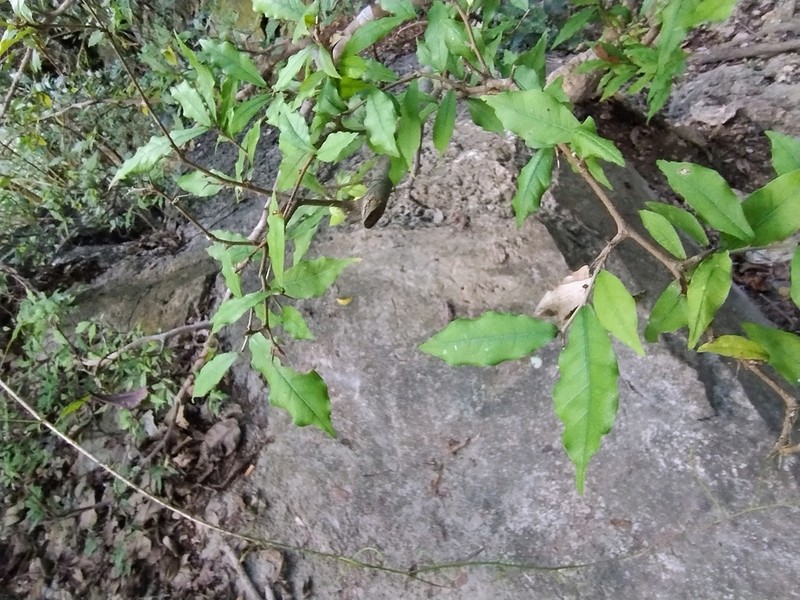 Taxotrophis taxoides