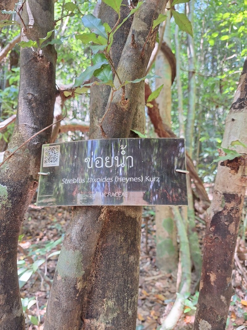 Taxotrophis taxoides photo 5