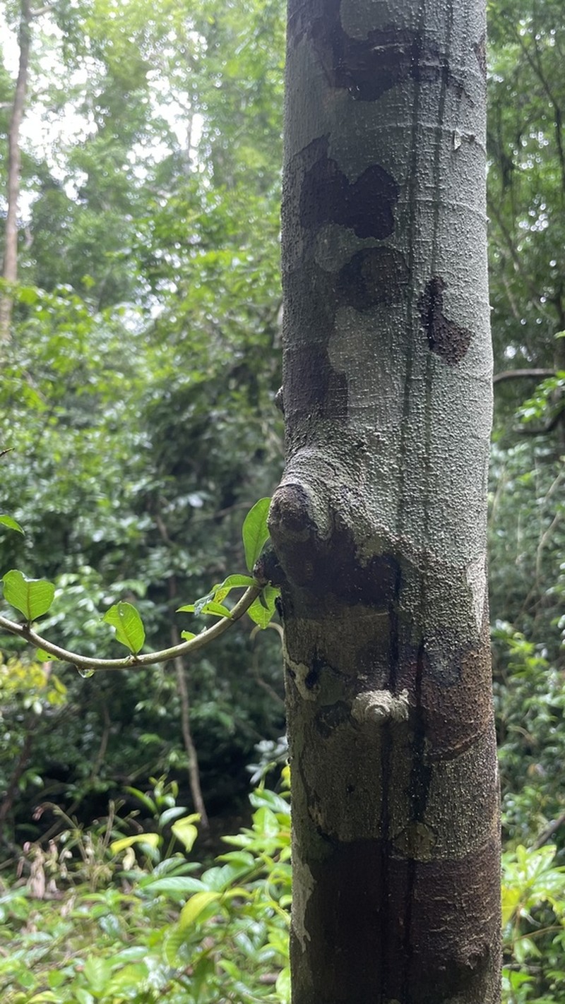 Taxotrophis taxoides photo 7