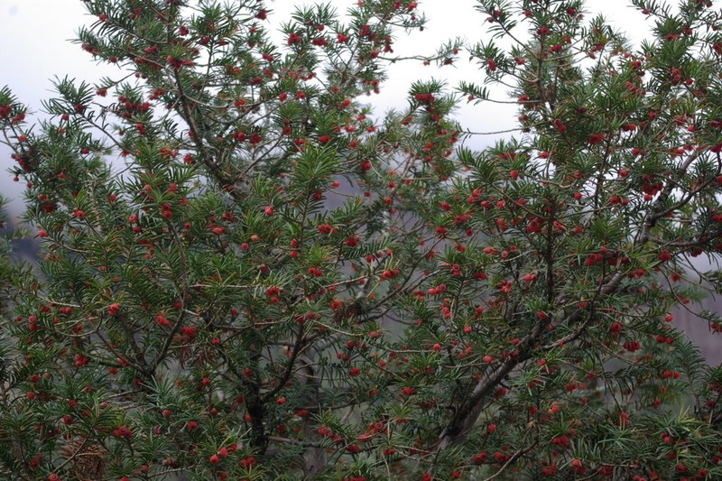 English Yew photo 8