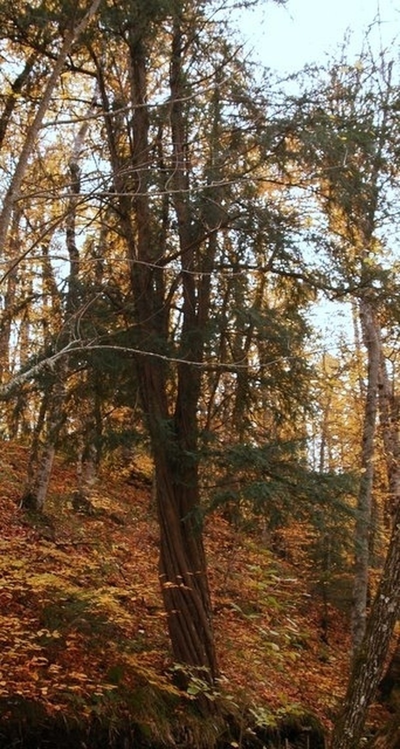 English Yew photo 9