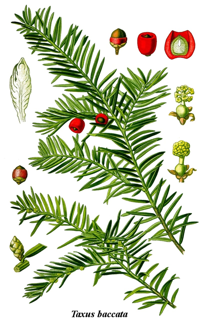 English Yew photo 4