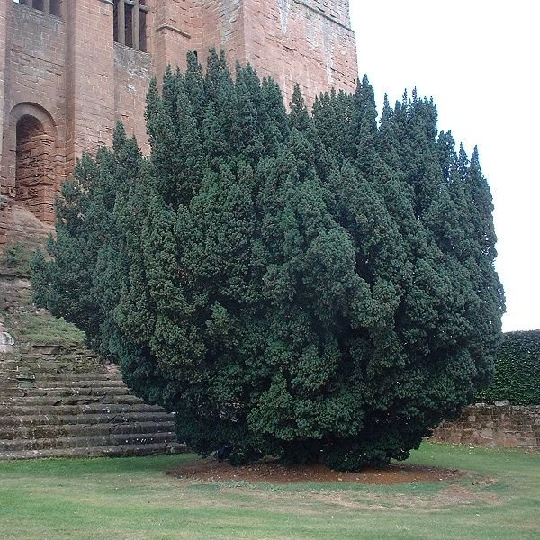 English Yew photo 3