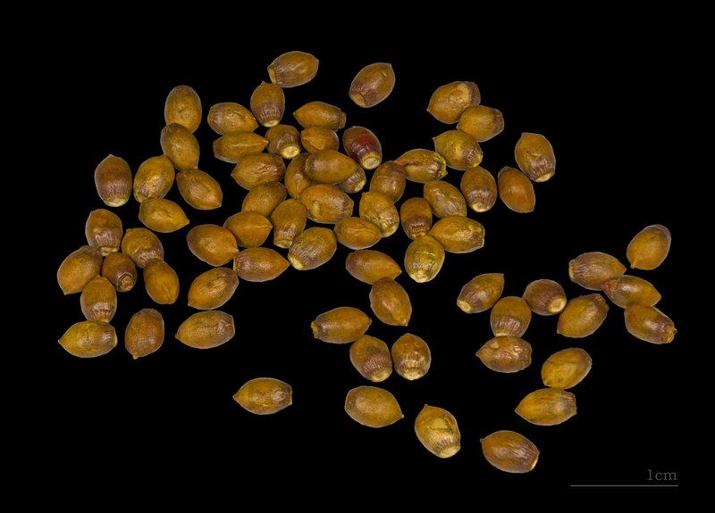 English Yew photo 4