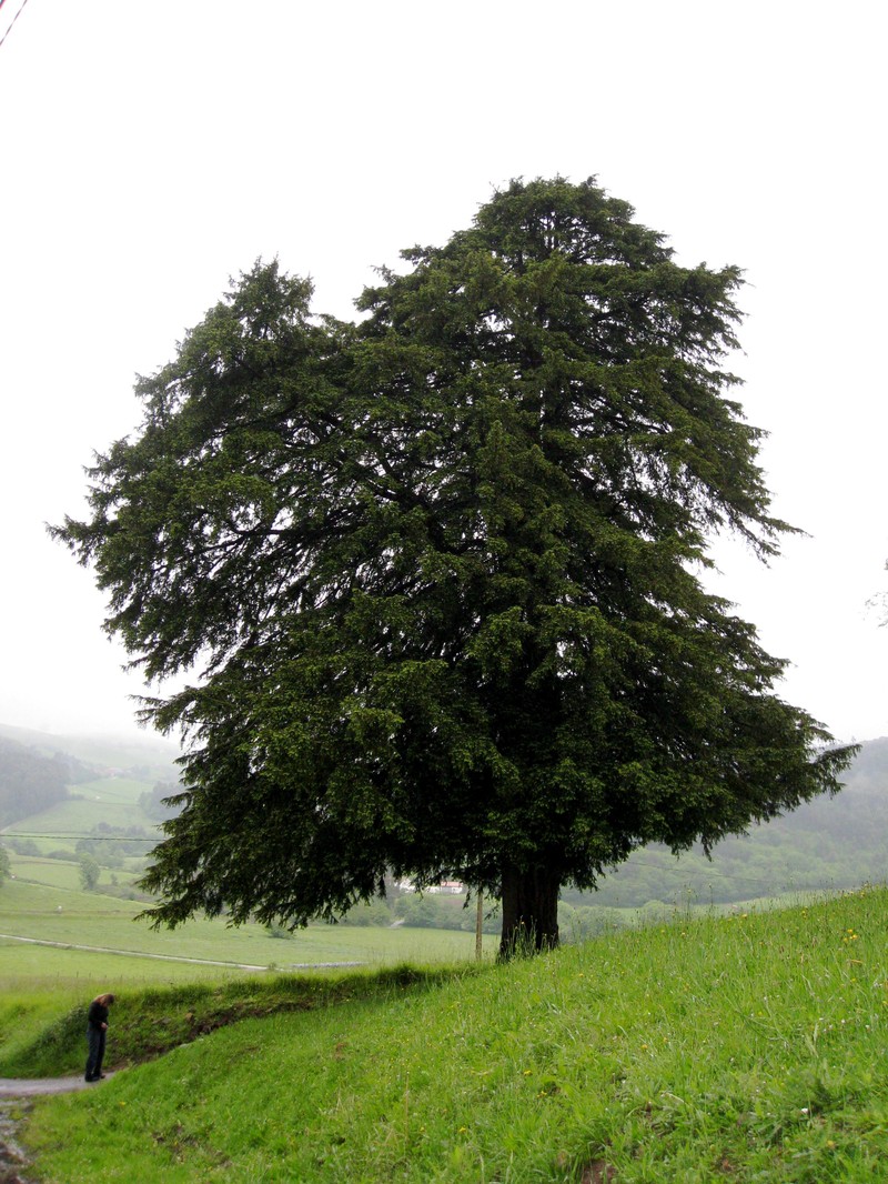 English Yew photo 5