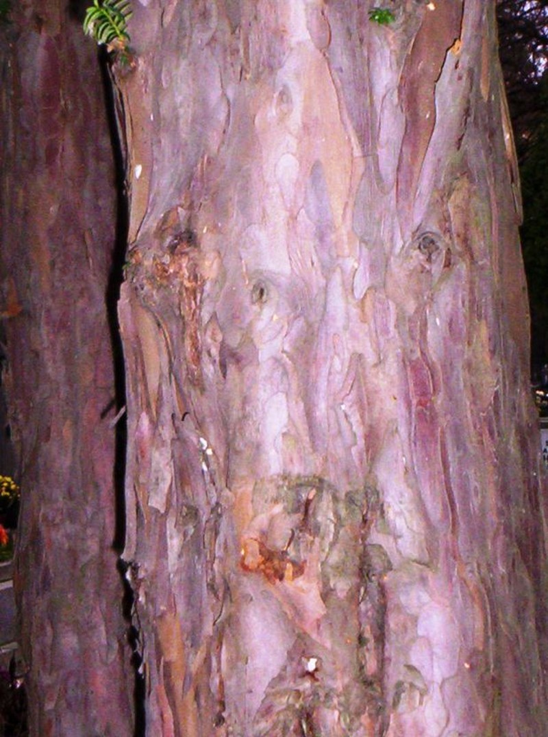 English Yew photo 6