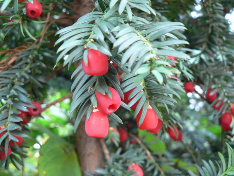 English Yew photo 7